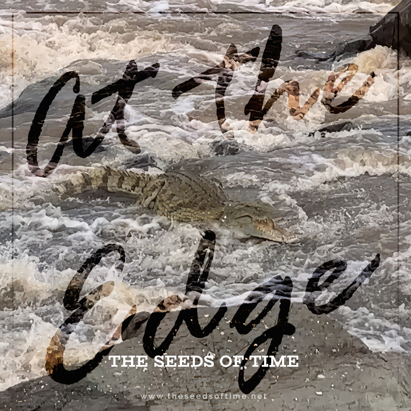 Track image for The Seeds of Time track titled At the edge showing an attacking alligator in turbulent waters