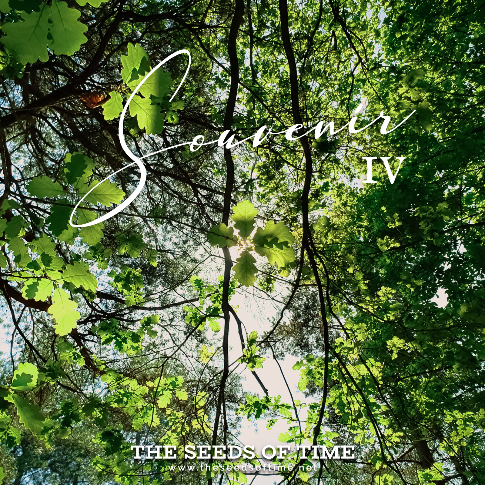 Track image for The Seeds of Time track titled Souvenir IV showing backlit canopy of an oak tree in vivid green colours